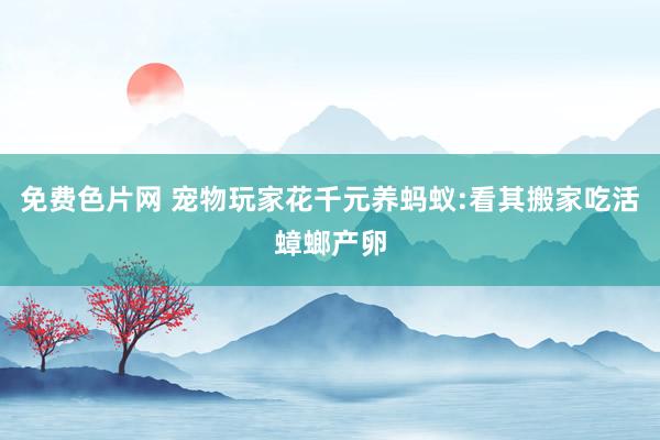 免费色片网 宠物玩家花千元养蚂蚁:看其搬家吃活蟑螂产卵